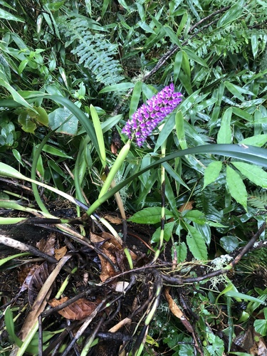 Orquídea gigante