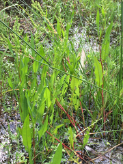 Rumex verticillatus