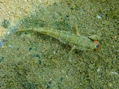 Bathygobius krefftii