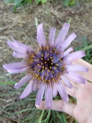 Tragopogon eriospermus