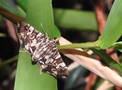 Chabula acamasalis