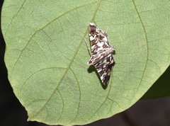 Chabula acamasalis