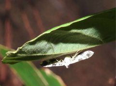Chabula acamasalis
