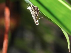 Chabula acamasalis