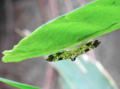 Chabula acamasalis