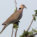 Vinaceous Dove - Photo (c) David Cook, some rights reserved (CC BY-NC)