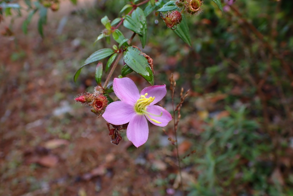 Osbeckia virgata (Osbeckia virgata)