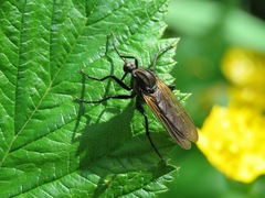 Empis tessellata
