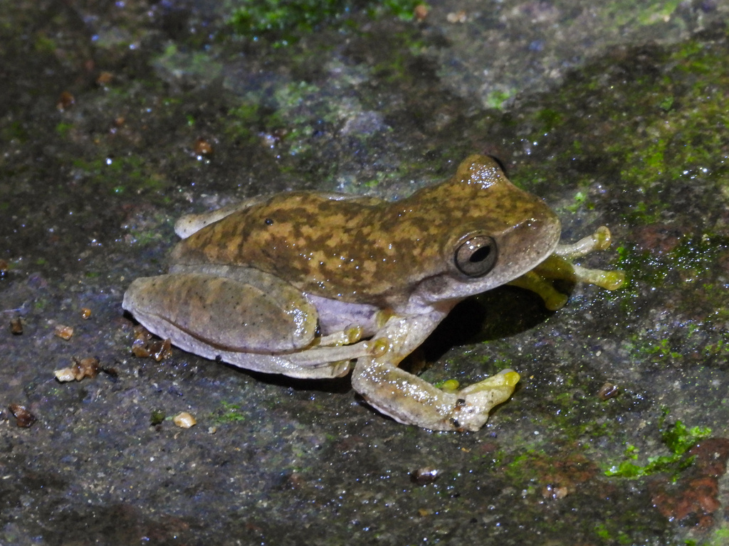 Pine Forest Stream Frog