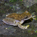 Pine Forest Stream Frog - Photo (c) Alberto G. Nadal, some rights reserved (CC BY-NC), uploaded by Alberto G. Nadal