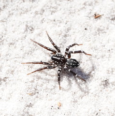 Nyssus albopunctatus