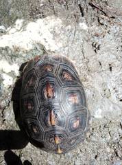 Cuora flavomarginata