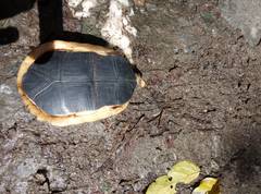 Cuora flavomarginata