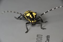 Anoplophora horsfieldii