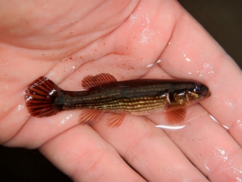 Eastern mudminnow (Umbra pygmaea) — Umbridae — 2