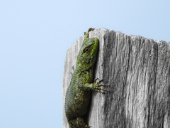 Mail-Snouted Spiny Lizard photo 2