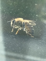 Apis mellifera