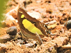 Polyura agraria