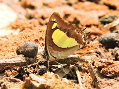 Polyura agraria