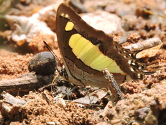 Polyura agraria