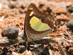 Polyura agraria