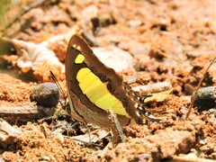 Polyura agraria