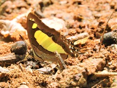 Polyura agraria