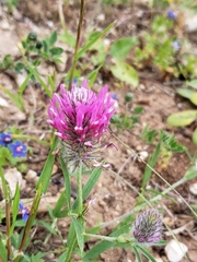 Trifolium purpureum