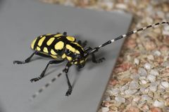 Anoplophora horsfieldii