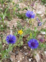 Centaurea cyanoides