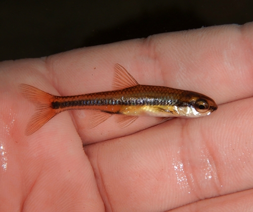 Bridle shiner (Notropis bifrenatus) — Cyprinidae — 2