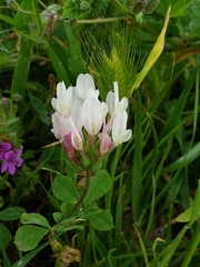 Trifolium clypeatum