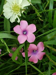 Linum pubescens
