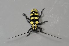 Anoplophora horsfieldii