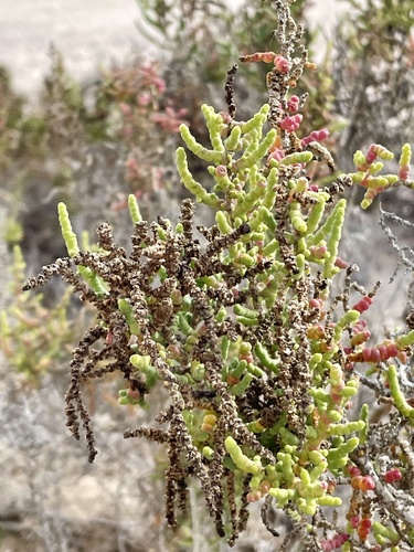 Allenrolfea occidentalis