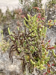 Saltbush (Halostachys)