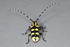 Anoplophora horsfieldii