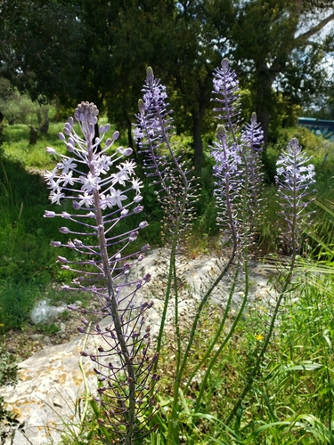 Scilla hyacinthoides