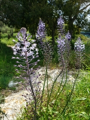 Scilla hyacinthoides
