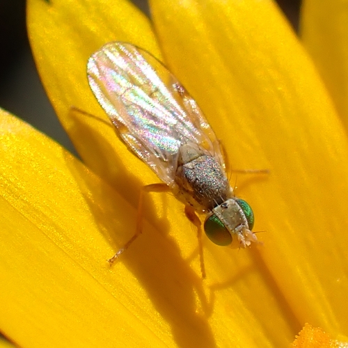 Ensina sonchi (Linnaeus, 1764)
