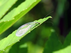 Chrysopa walkeri