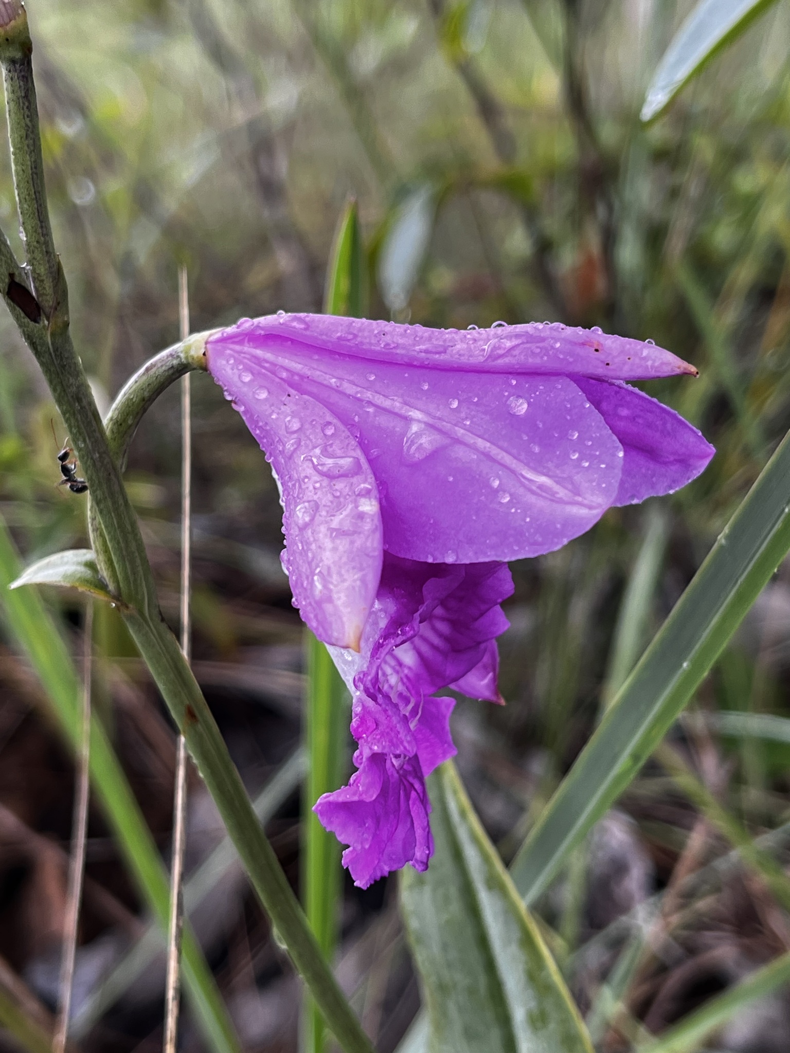 Imagem de Orquídea-do-brejo
