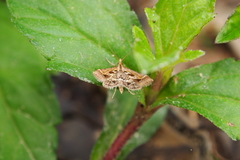 Diasemia accalis