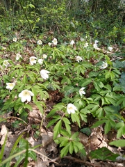 Anemonoides nemorosa