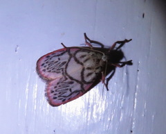 Miltochrista irregularis