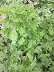 Heracleum sphondylium sphondylium