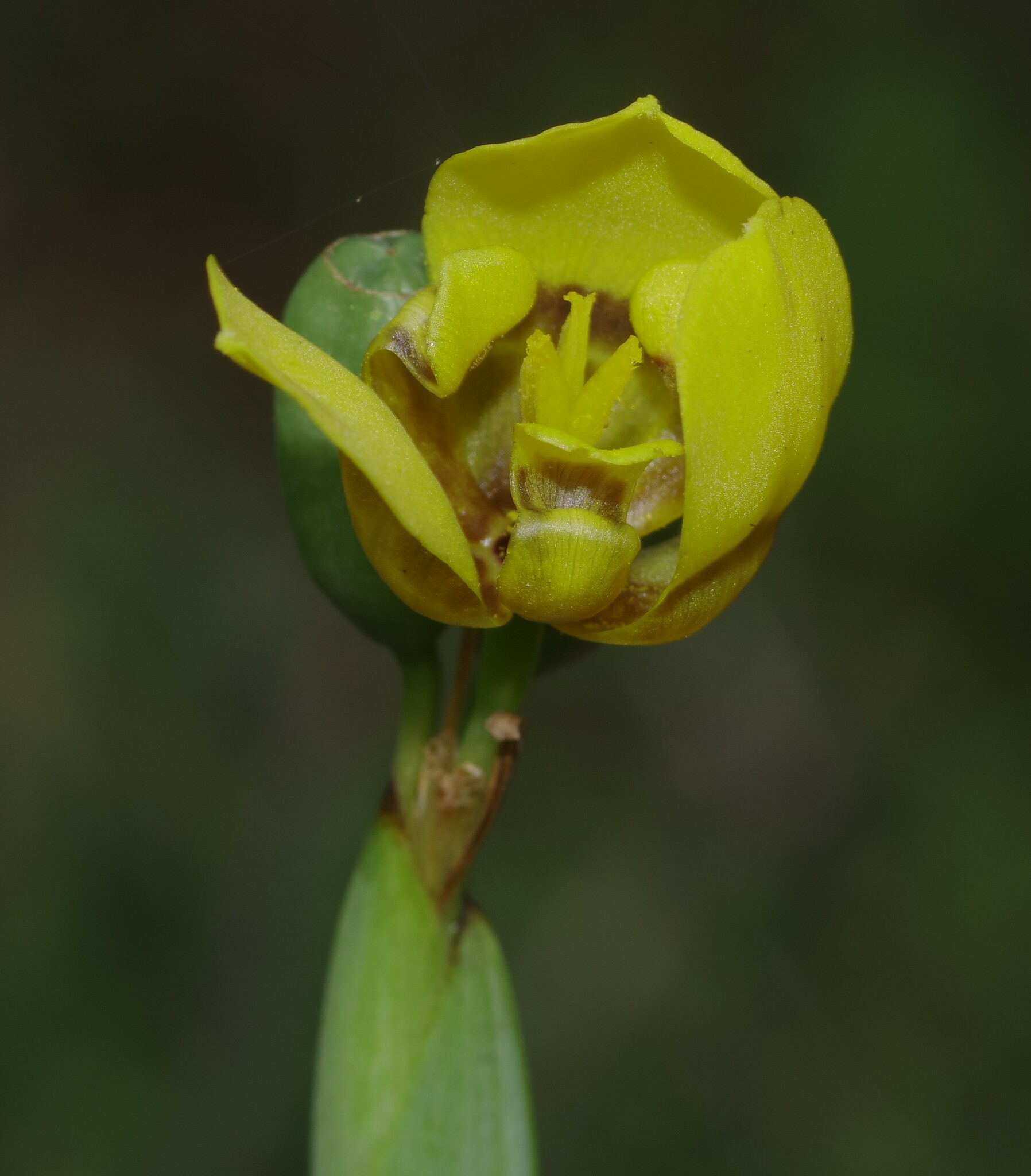 Imagem de Orquídea de chão