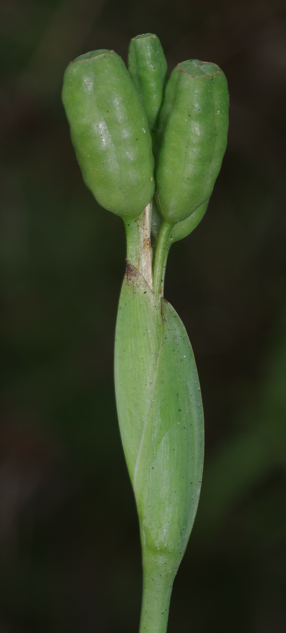 Imagem de Orquídea de chão