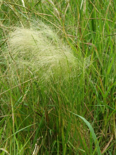 Agrostis montevidensis, 2024-02-11