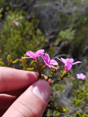 Acmadenia sheilae